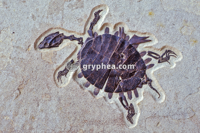 Tortue fossile (Trionyx sp.) - gryphea.com